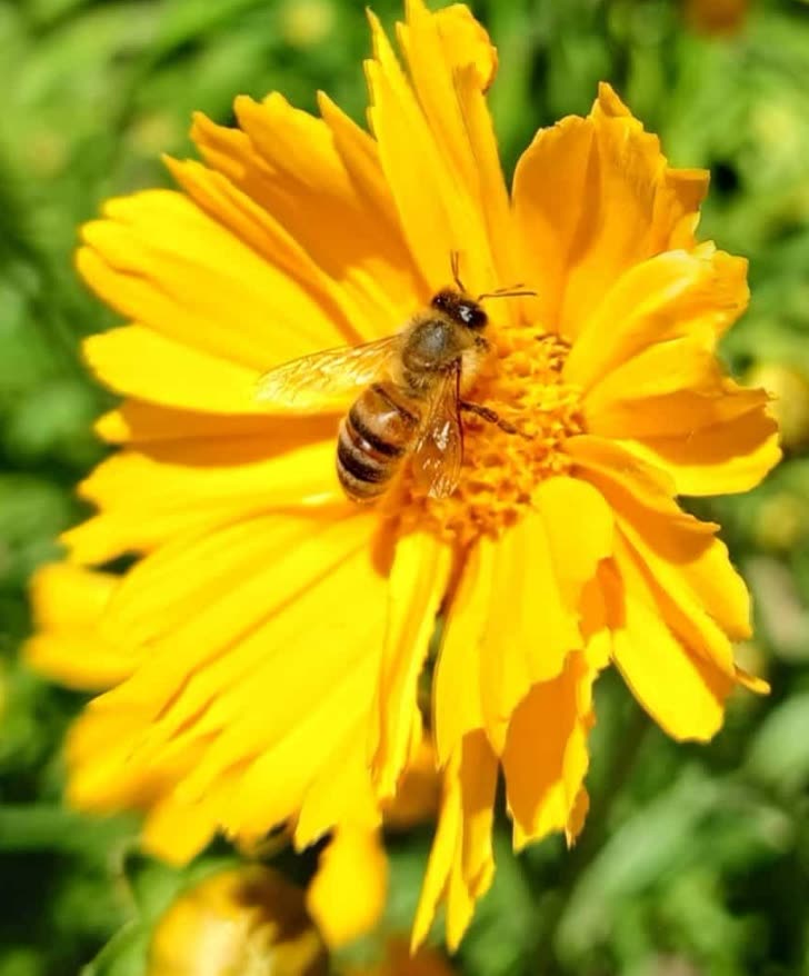 Biene auf einer Blüte in der Blumenwiese